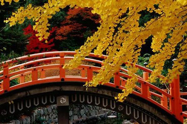 Mùa thu là cao điểm thứ hai diễn ra từ tháng 9 đến tháng 11, số lượng du khách đến Nhật Bản tăng cao do vẻ đẹp lãng mạn của những cánh rừng lá vàng khắp mọi nơi, chen giữa những mái ngói cổ xưa thâm nghiêm là những chiếc lá vàng ươm đong đưa đón những cơn gió thu xào xạc qua kẽ lá.